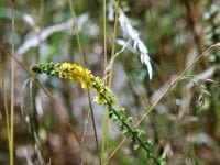 En smuk blomst i sommerens have. Foto: Anne