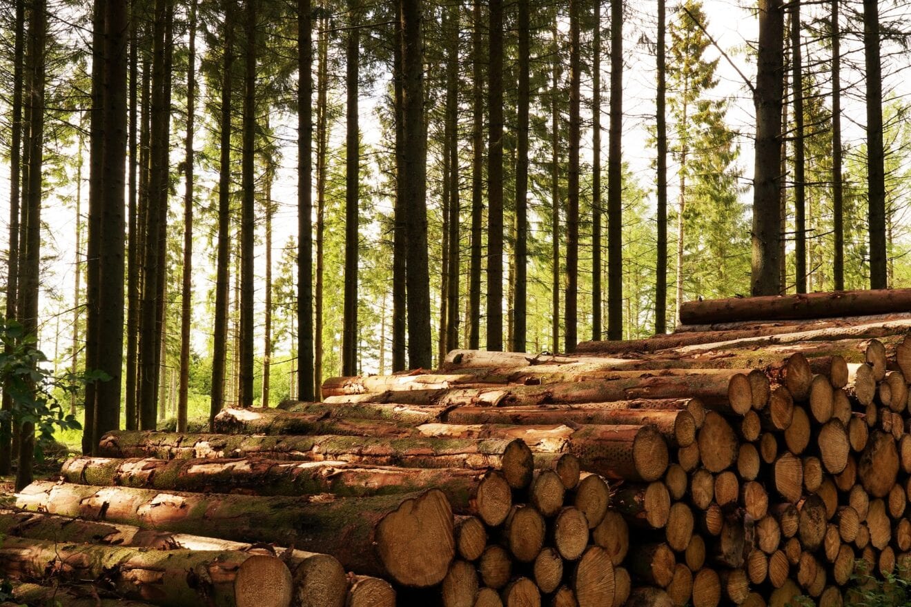 Ny rapport viser, at tilvæksten af skov i Europa langt overgår hugsten
