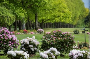 Så afholdes der rhododendron turnering i Korsøer Golf Klub